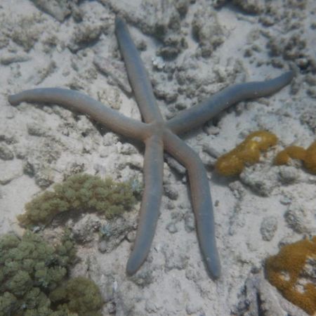 Wasini Raha Snorkeling And Diving Apartment Exterior photo