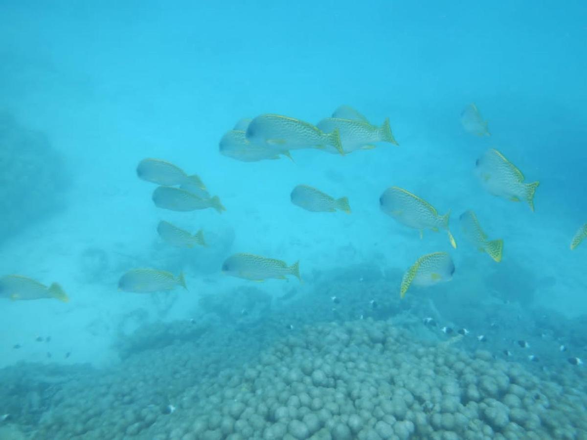 Wasini Raha Snorkeling And Diving Apartment Exterior photo