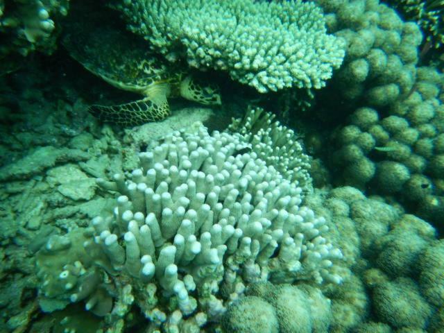 Wasini Raha Snorkeling And Diving Apartment Exterior photo
